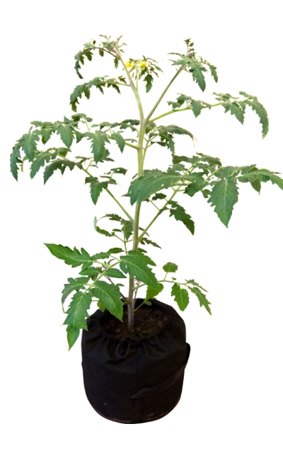 GrowBag® 40 л Умный текстильный горшок