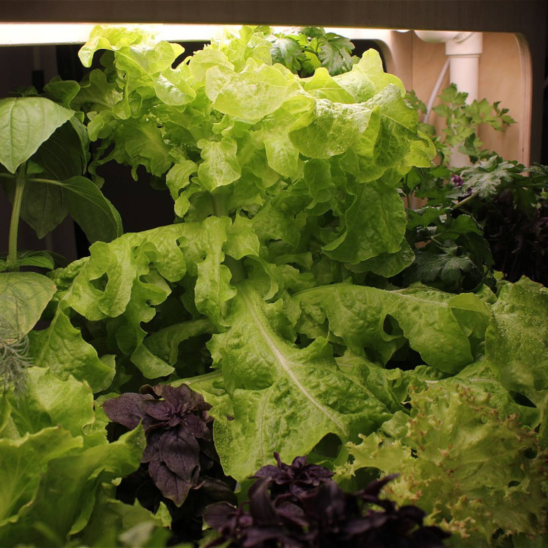 Домашняя система выращивания Бионика ЭКО