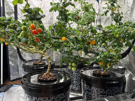 Аквапоты с помидорами.jpg