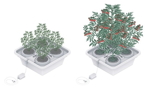 четыре растения1.jpg