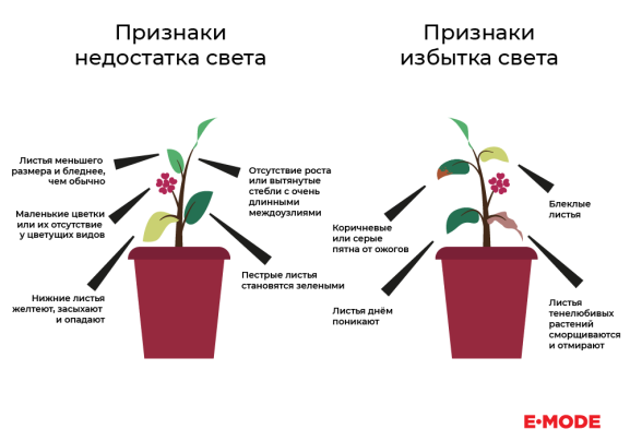 блог_гроубокс_3 (1).png