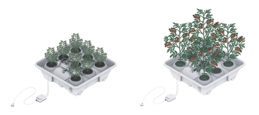 восемь растений1.jpg